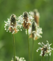 Skorocel kopijovitý - Plantago lanceolata - semená skorocela - 100 ks