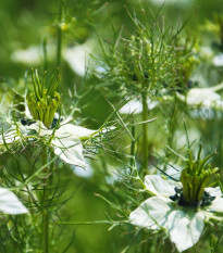 Černuška damascénska biela - Nigella damascena - semená - 150 ks