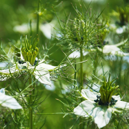 Černuška damascénska biela - Nigella damascena - semená - 150 ks