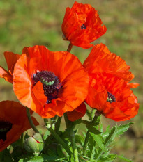 Vlčí mak červený - Papaver rhoeas - semená - 250 ks