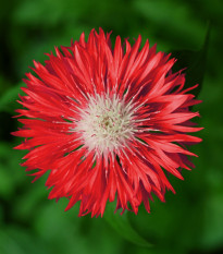 Nevädza poľná červená - Centaurea cyanus - semená - 100 ks