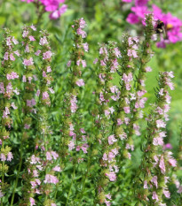 Yzop lekársky ružový - Hyssopus officinalis - semená yzopa - 100 ks