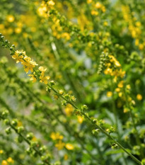 Repík lekársky - Agrimonia eupatoria - semená repíka - 20 ks