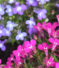 Lobelka previsnutá kaskádovitá - zmes - Lobelia erinus pendula - semená - 500 ks