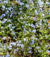 Nezábudka alpínska zakrpatená - Myosotis alpestris - semená nezábudky - 700 ks