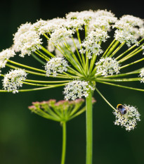 Trebuľka lesná - Anthriscus sylvestris - semená trebuľky - 0,5 g