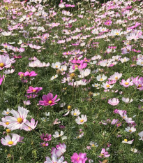 Krasuľka perovitá - zmes - Cosmos bipinnatus - semená krasuľky - 20 ks