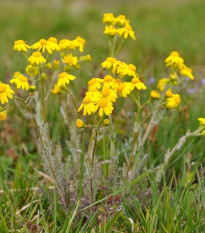 Rumanovec farbiarsky - Anthemis tinctoria - semená rumanovca - 500 ks