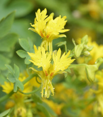 Kapucínka sťahovavá - Tropaeolum peregrinum - semená - 15 ks