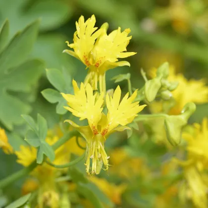 Kapucínka sťahovavá - Tropaeolum peregrinum - semená - 15 ks