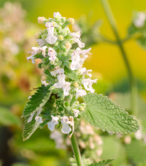 BIO Kocúrnik obyčajný - Nepeta cataria var. citriodora - semená kocúrnika - 15 ks