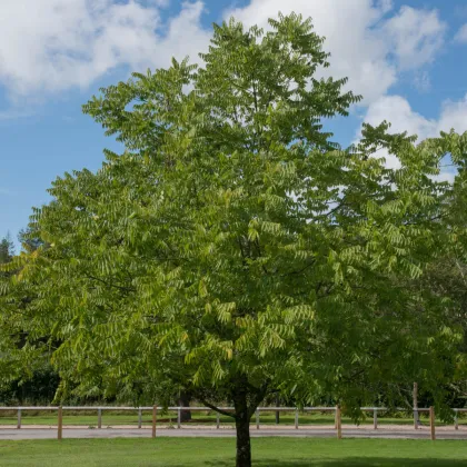 Orech čierny - Juglans nigra - semená orecha - 2 ks