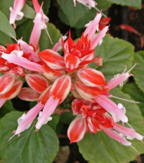 Šalvia žiarivá Unica Red and White - Salvia splendens - semená šalvie - 20 ks