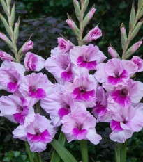 Gladiola Alannah - Gladiolus - hľuzy gladioly - 3 ks ​