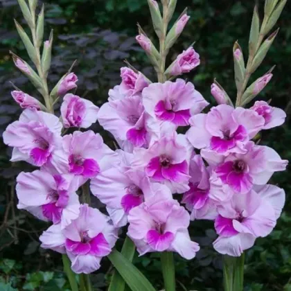 Gladiola Alannah - Gladiolus - hľuzy gladioly - 3 ks ​