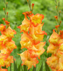 Gladiola Sunshine - Gladiolus - hľuzy gladioly - 3 ks