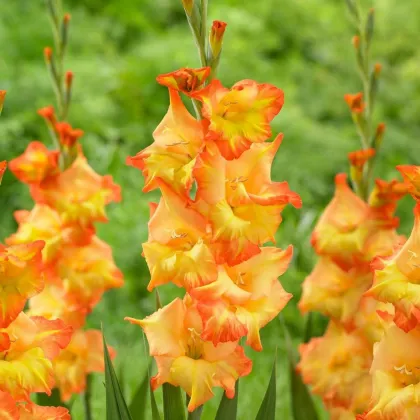 Gladiola Sunshine - Gladiolus - hľuzy gladioly - 3 ks