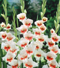 Gladiola Japonica - Gladiolus - hľuzy gladioly - 3 ks