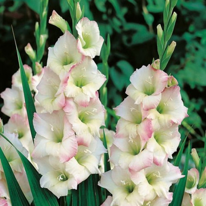 Gladiola Cream Perfection - Gladiolus - hľuzy gladioly - 3 ks