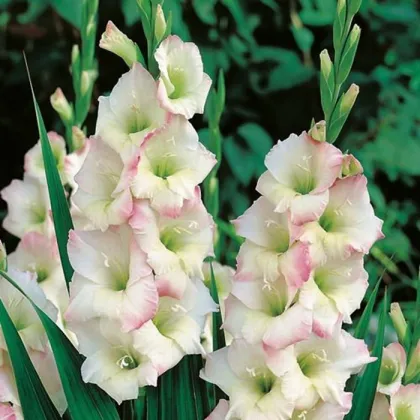 Gladiola Cream Perfection - Gladiolus - hľuzy gladioly - 3 ks