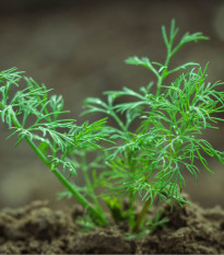 BIO kôpor voňavý Hera - Anethum graveolens - bio semená kôpru - 400 ks