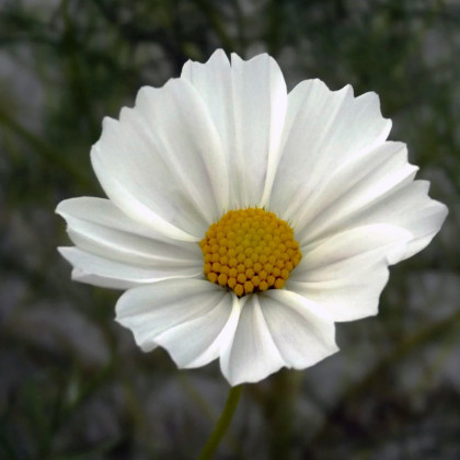 Krasuľka perovitá Biela senzácia - Cosmos bipinnatus - semená - 40 ks