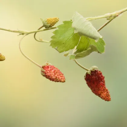 Jahodník lesný Mignonette - Fragaria vesca - semená jahôd - 15 ks