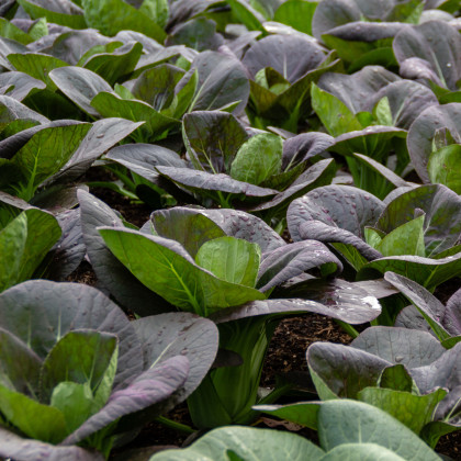 Pak Choi Baraku F1 – Brassica rapa chinensis – semená listovej zeleniny