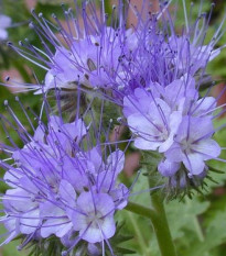 Facélia vratičolistá - Phacelia tanacetifolia - pre včely - semená facélie - 50 ks