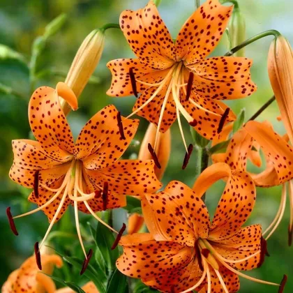 Ľalia Tigrinum - Lilium - cibuľa ľalia - 1 ks