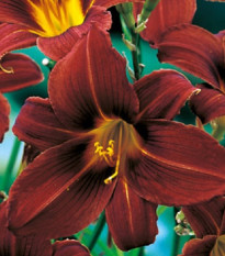 Ľaliovka Black Prince - Hemerocallis - hľuzy ľaliovky - 1 ks