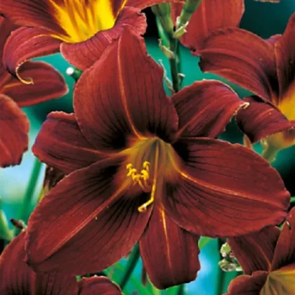 Ľaliovka Black Prince - Hemerocallis - hľuzy ľaliovky - 1 ks