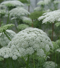 Morač Casablanca - Ammi visnaga - semená morača - 50ks