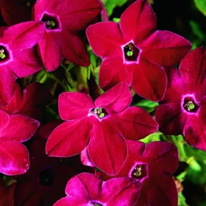 Tabak Saratoga červený F1 - Nicotiana x alata - semená tabaku - 30 ks