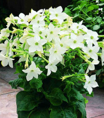 Tabak Saratoga biely F1 - Nicotiana x alata - semená tabaku - 30 ks