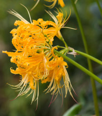 Pavúčia ľalia - Lycoris aurea - cibuľa ľalia - 1 ks