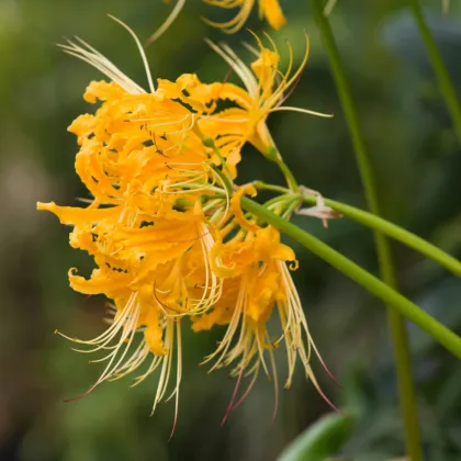 Pavúčia ľalia - Lycoris aurea - cibuľa ľalia - 1 ks