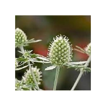 Kotúč biely White glitter - Eryngytum - semená kotúča - 10 ks