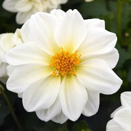 Georgína premenlivá Figaro biela - Dahlia variabilis - semená georgíny - 20 ks