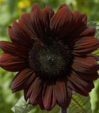 Slnečnica ročná Claret - Helianthus annuus - semená slnečnice - 10 ks