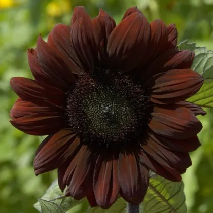 Slnečnica ročná Claret F1 - Helianthus annuus - semená slnečnice - 10 ks