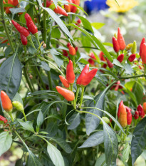 Chilli Thai Hot Birds Eye - Capsicum annuum - semená chilli - 6 ks