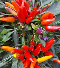 Chilli Rainbow fire - Capsicum frutescens - semená chilli - 6 ks ​