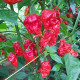 Chilli Apocalypse Red - Capsicum chinense - semená chilli - 5 ks