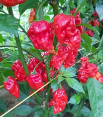 Chilli Apocalypse Red - Capsicum chinense - semená chilli - 5 ks