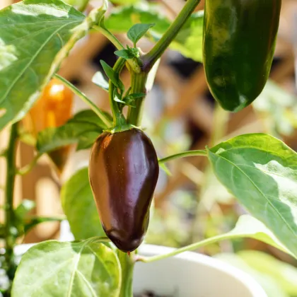 Chilli Jalapeno Brown - Capsicum annuum - semená chilli - 5 ks