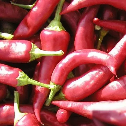 Paprika Žitava - Capsicum annuum - semená papriky - 30 ks