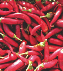 Paprika Kora Zel - Capsicum annuum - semená papriky - 40 ks