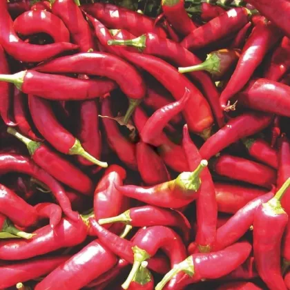 Paprika Kora Zel - Capsicum annuum - semená papriky - 40 ks