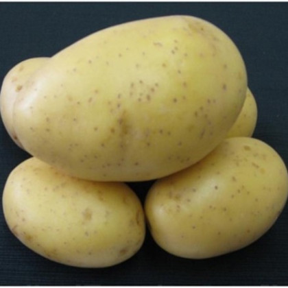 Sadbové zemiaky Princess - Solanum tuberosum - 5 kg ​
